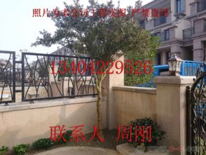 蘇州園林綠化 從設計、施工到養護的古典與現代融合之道